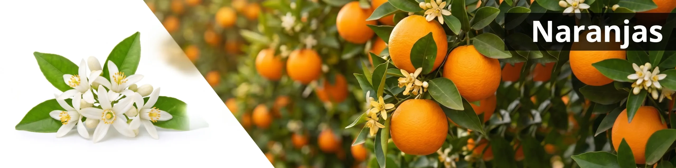 Flor de azahar y naranjas
