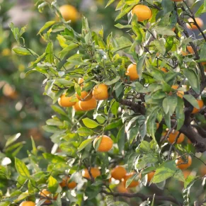 Naranjas de agricultores locales valencianos